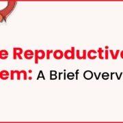 Reproductive System