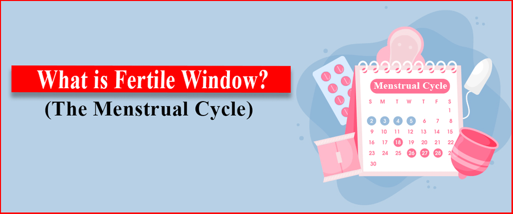 Fertile Window