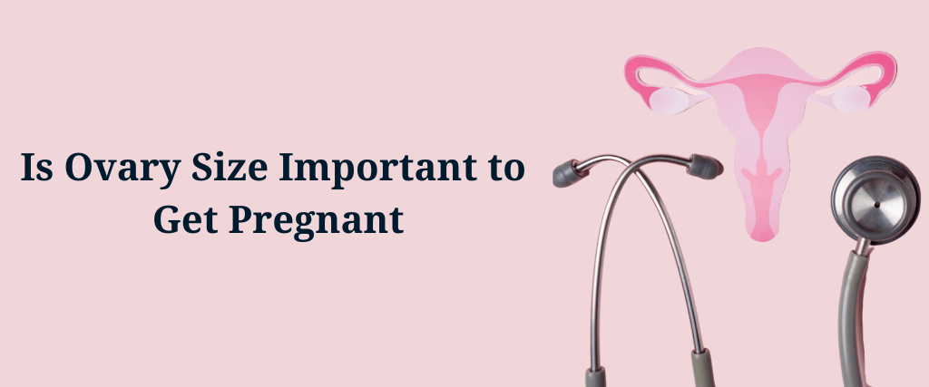 Is Ovary Size Important to Get Pregnant