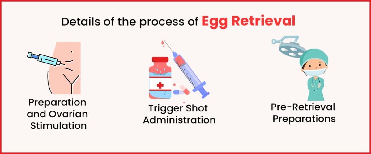 Egg retrieval process